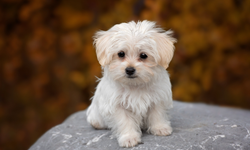 Fransa’da evcil hayvan terkine ağır yaptırım: Hapis ve yüksek para cezaları geliyor