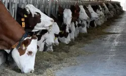 Torbalı'da şap hastalığıyla mücadele: Denetimler sıkılaştırıldı!