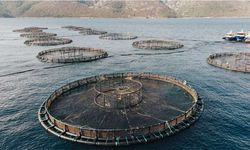 İzmirli Özsu Balık’a Rekabet Kurumu’ndan 8,1 milyon TL ceza