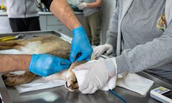 Aydın’da yaralı bulunan saz kedisi doğaya döndü