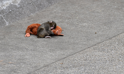 Annesi terk etti, peluş oyuncağı fenomen oldu: Punch dünya gündeminde