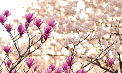 Cemreler düşüyor, bahar yaklaşıyor: İzmir’de Ramazan öncesi mevsim geçişi hissedilecek