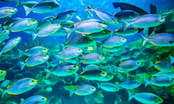 Okyanuslarda her onda birlik ısınma balık kaybını tetikliyor