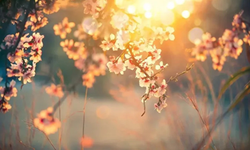 2026 yılının ilk cemresi ne zaman düşecek?