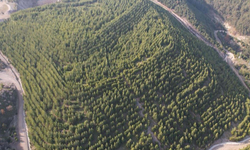 Dikili’de doğa yeniden canlandı: Eski maden sahası yeşile döndü