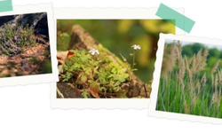 Çeşme Ot Festivali’ne özel fotoğraf yarışması başlıyor