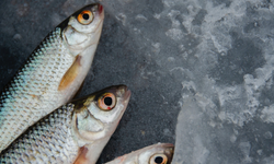 İzmir Balık Hali'nde deniz ürünleri fiyatları geniş aralıkta seyrediyor