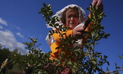 Karaburun kadınları sakız ağaçlarını yeniden hayata döndürdü