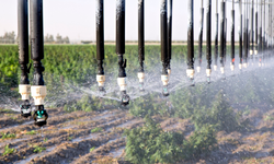 Kınık Tarım OTB’de tıbbi kenevir için yeni dönem