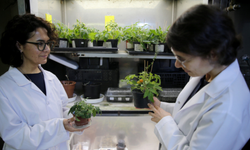 Ege Üniversitesi’nden uzay tarımında kritik adım: Ay ve Mars koşullarında domates yetiştirildi