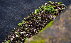 İzmir Körfezi’nde midye alarmı: Virüs riski ortaya çıktı