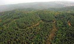 İzmir'de 145 bin metrekarelik alan orman vasfı dışına çıkarıldı