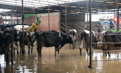 İzmir Ödemiş’te Küçük Menderes taşkını: Tarım arazileri ve ahırlar sular altında kaldı