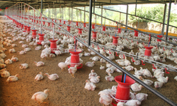 Ramazan öncesi tavuk fiyatlarına müdahale: İhracat geçici olarak durduruldu