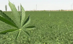 Kenevirde yeni dönem: Üretim ve satış Resmî Gazete ile düzenlendi, İzmir de listede