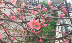 Ödemiş’te yalancı bahar: Japon ayvası şubat ayında çiçek açtı