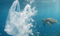 Japonya’da biyobozunur alışveriş poşetleri geliştiriliyor