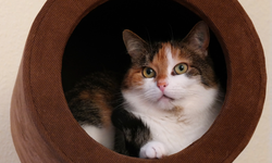 Kediler neden uyuyan sahibini izler?