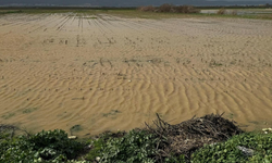 Kuraklığa yağmur molası: Torbalı tarlaları yeniden canlandı