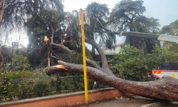 İzmir’de okul bahçesine çam ağacı devrildi