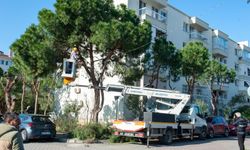 Karşıyaka’da budama seferberliği başladı: Ağaçlar bahara hazırlanıyor