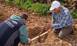 Kemalpaşalı çiftçinin umudu İzmir Büyükşehir Belediyesiyle yeniden yeşerdi