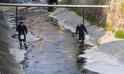 İzmir’de "sivrisinek" paniğine uzman yanıtı: O sinekler tamamen zararsız!