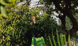 Dalında çürüyen değil sofraya ulaşan bereket: Balçova’dan örnek dayanışma modeli