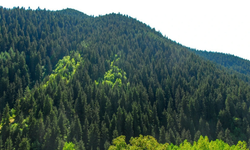 Kazdağı Derneği’nden Dünya Ormancılık Günü açıklaması: Kutlanacak bir tablo yok
