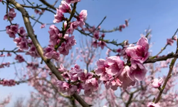 Selçuk’ta şeftali ağaçları baharın renkleriyle canlandı