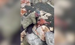 Karaburun’da balıkçı, kayalıklardan ahtapotu elleriyle çıkardı