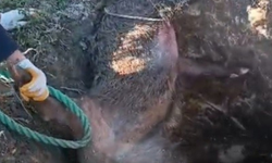 Çeşme’de çukura düşen yaban domuzu vatandaşların çabasıyla kurtarıldı