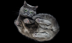 Kediler neden hep dört ayak üstüne düşer?