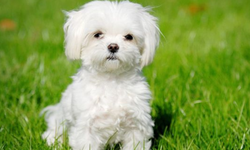 Evcil köpeklerin kökeni Türkiye mi? 16 bin yıllık keşif bilim dünyasını sarstı