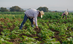 TÜİK: Mevsimlik tarım işçilerinin ortalama günlük ücretleri yüzde 37,8 arttı