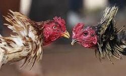 Kınık’ta horoz dövüşü skandalı!