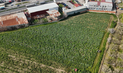 Menemen Ovası baharı enginarla karşıladı: Hasat hız kazandı