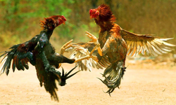 Kınık’taki horoz dövüşü Meclis gündeminde: “Mevcut yaptırımlar caydırıcı değil”