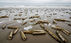 Ege’nin gastronomik hazinesi Japonya yolunda: Kargı midyesine yoğun ilgi
