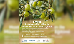 Urla’da zeytin üreticilerine eğitim desteği: Hastalık ve budama teknikleri anlatılacak