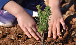 Kemalpaşa’da yanan orman minik ellerle hayat buldu