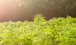 Tarım Bakanlığı duyurdu: Kenevir üretimi kontrollü ve kotalı şekilde tıbbi alana taşınıyor