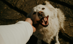 Antik bulgular şaşırttı: En eski evcil köpekler Türkiye'den çıktı