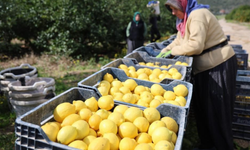 TÜİK Şubat tarım-üfe verilerini açıkladı: Fiyatlar yıllık yüzde 40 arttı