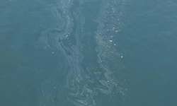 İzmir Körfezi yine kirletildi