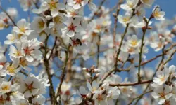 İzmir’de Bahar Bayramı coşkusu: Kültürpark’ta renkli etkinlikler başlıyor