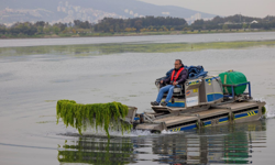 Körfez’de “deniz marulu” alarmı: Kaynak Gediz Havzası