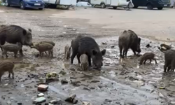 Balçova’da sokaklarda domuz sürüsü görüntülendi