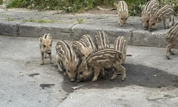 Balçova’da yaban domuzları çocuk parklarına indi