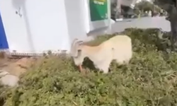 Bayraklı'da keçilerin galeta keyfi kameraya yansıdı